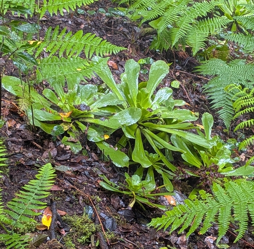 Aeonium cuneatum (Aeonium cuneatum)