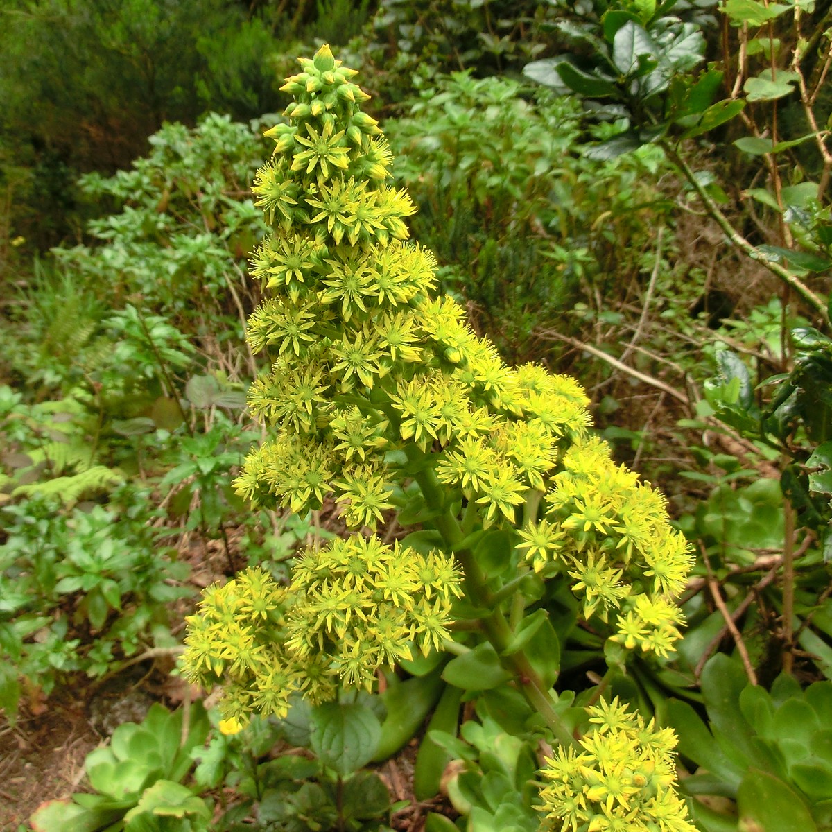 Aeonium cuneatum: Aeonium cuneatum , inflorescence. Tenerife, Anaga mountains, ca. 1 km NE of Chinobre, laurel forest with tree heath, ca. 800 m.