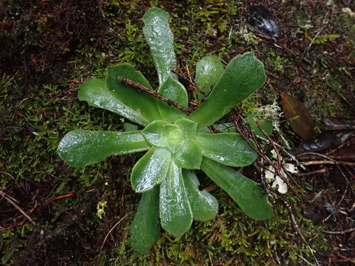 Aeonium cuneatum (Aeonium cuneatum)