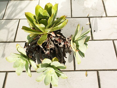 Aeonium cuneatum: Aeonium cuneatum