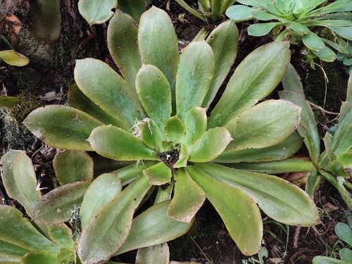 Aeonium cuneatum (Aeonium cuneatum)