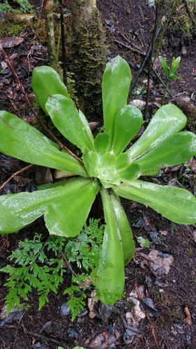 Aeonium cuneatum (Aeonium cuneatum)