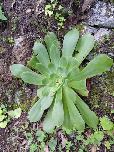 Aeonium cuneatum (Aeonium cuneatum)