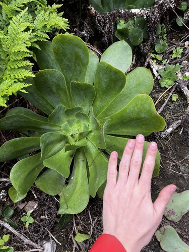 Aeonium cuneatum (Aeonium cuneatum)