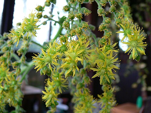Aeonium cuneatum: flower head