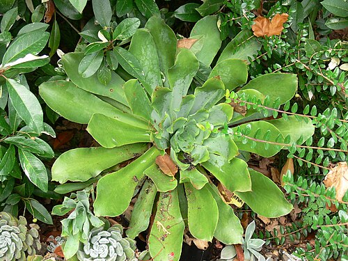 Aeonium cuneatum: Aeonium Cuneatum