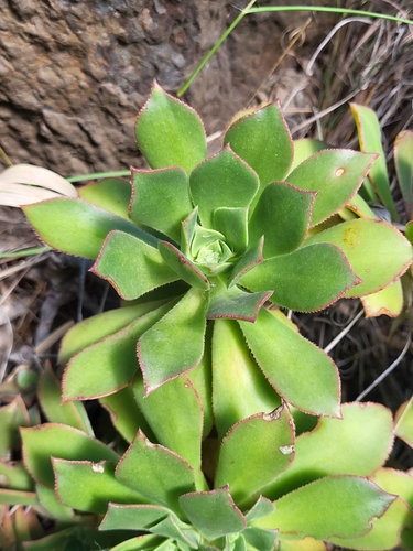 Aeonium decorum (Aeonium decorum)