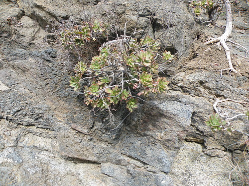 Aeonium decorum (Aeonium decorum)