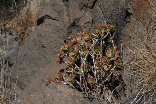 Aeonium decorum (Aeonium decorum)