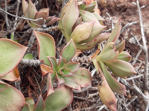 Aeonium decorum (Aeonium decorum)