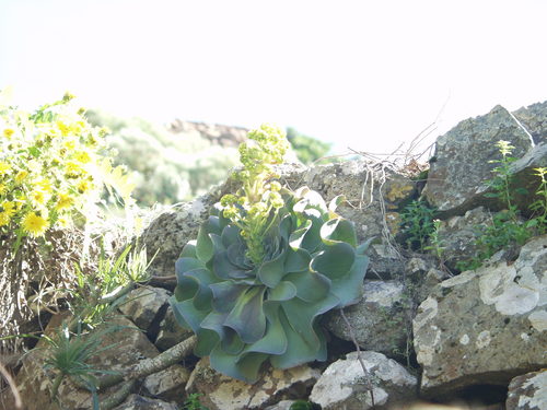 Aeonium diplocyclum (Aeonium diplocyclum)