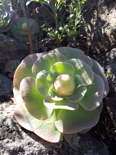Aeonium diplocyclum (Aeonium diplocyclum)