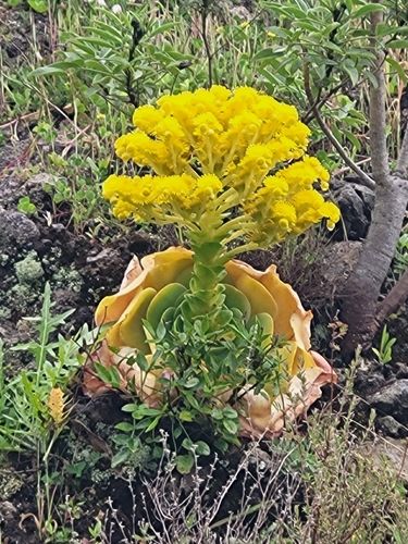Aeonium diplocyclum (Aeonium diplocyclum)
