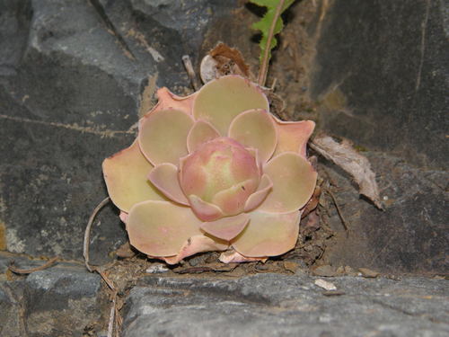 Aeonium diplocyclum (Aeonium diplocyclum)