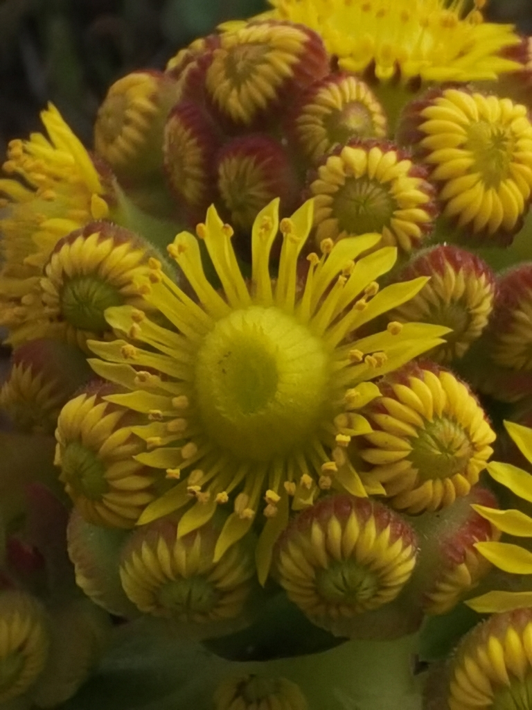 Aeonium diplocyclum (Aeonium diplocyclum)