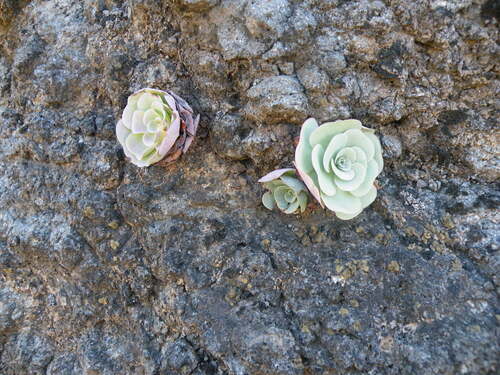 Aeonium diplocyclum (Aeonium diplocyclum)