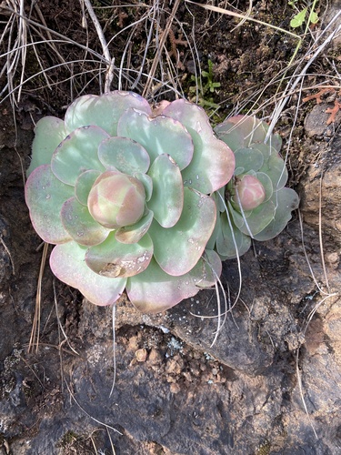 Aeonium diplocyclum (Aeonium diplocyclum)