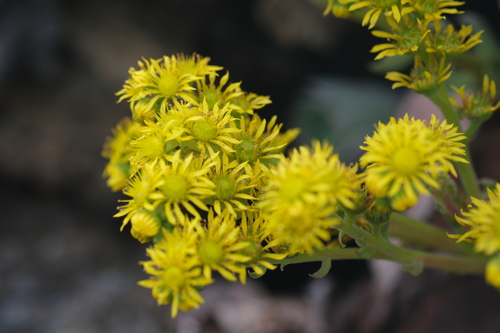 Aeonium diplocyclum (Aeonium diplocyclum)