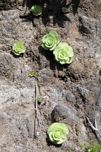Aeonium diplocyclum (Aeonium diplocyclum)
