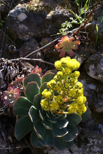 Aeonium diplocyclum (Aeonium diplocyclum)