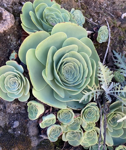 Aeonium diplocyclum (Aeonium diplocyclum)