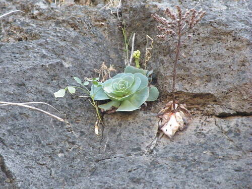 Aeonium diplocyclum (Aeonium diplocyclum)
