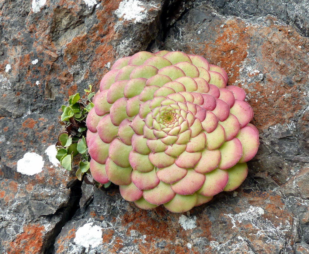 Aeonium glandulosum: Aeonium glandulosum , Ile de Madère