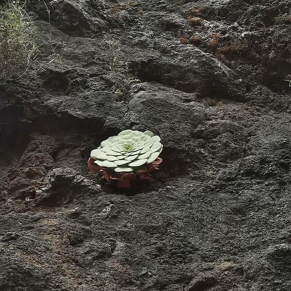 Aeonium glandulosum (Aeonium glandulosum)