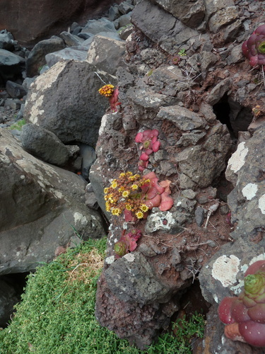 Aeonium glandulosum (Aeonium glandulosum)