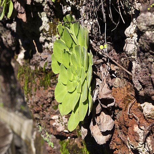 Aeonium glandulosum: Aeonium glandulosum , Madeira