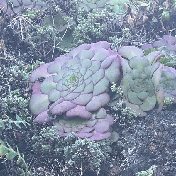 Aeonium glandulosum (Aeonium glandulosum)