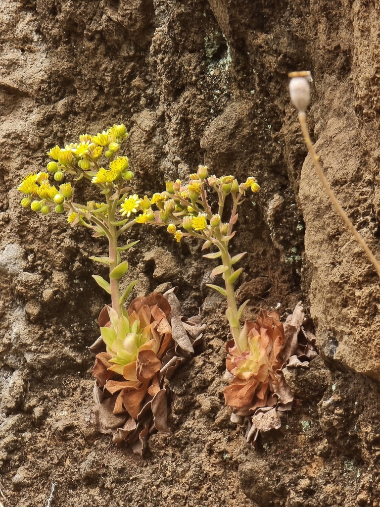 Aeonium glandulosum (Aeonium glandulosum)