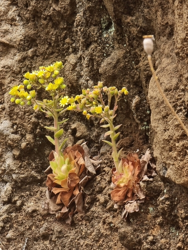 Aeonium glandulosum (Aeonium glandulosum)