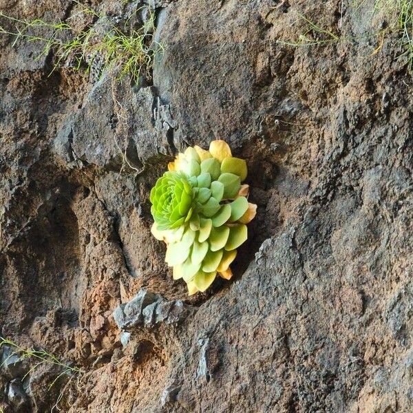 Aeonium glandulosum (Aeonium glandulosum)