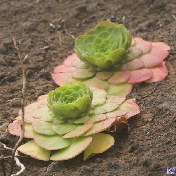 Aeonium glandulosum (Aeonium glandulosum)