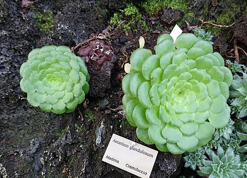 Aeonium glandulosum: Botanical specimen in the Bergianska trädgården - Stockholm, Sweden.