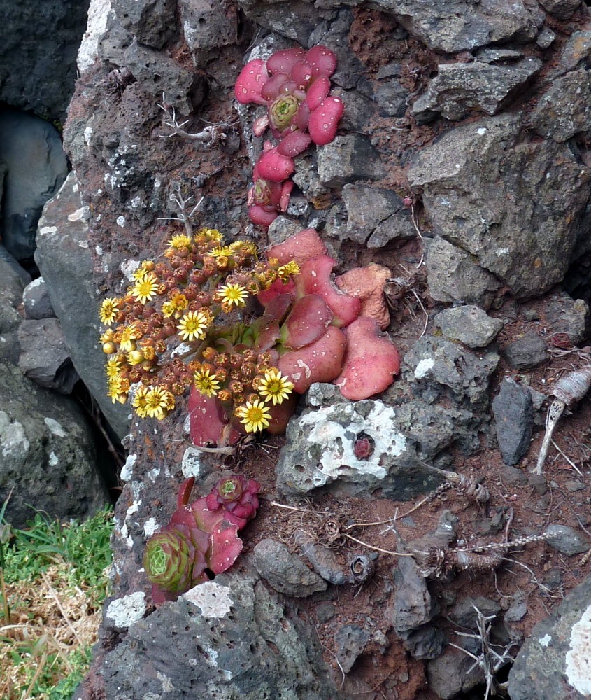 Aeonium glandulosum: Aeonium glandulosum , Ile de Madère
