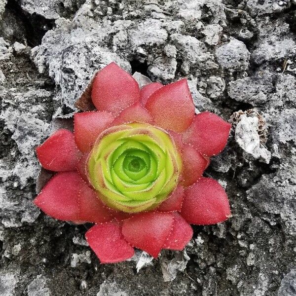 Aeonium glandulosum (Aeonium glandulosum)