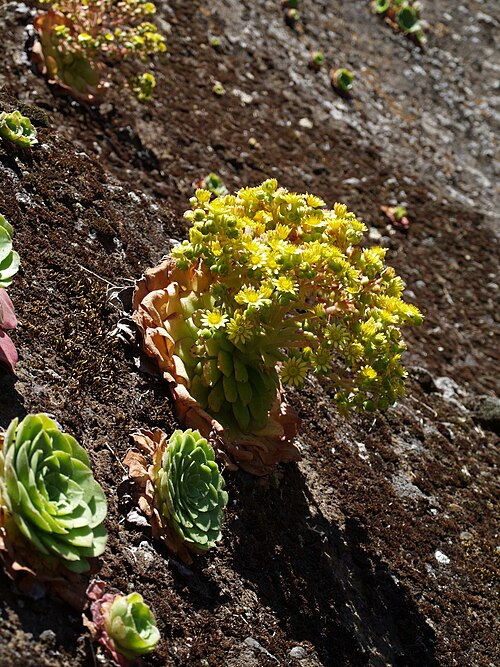 Aeonium glandulosum: Aeonium glandulosum (Ait.) Webb et Berth. - near Pico Arieiro, Madeira, 3. 8. 2008