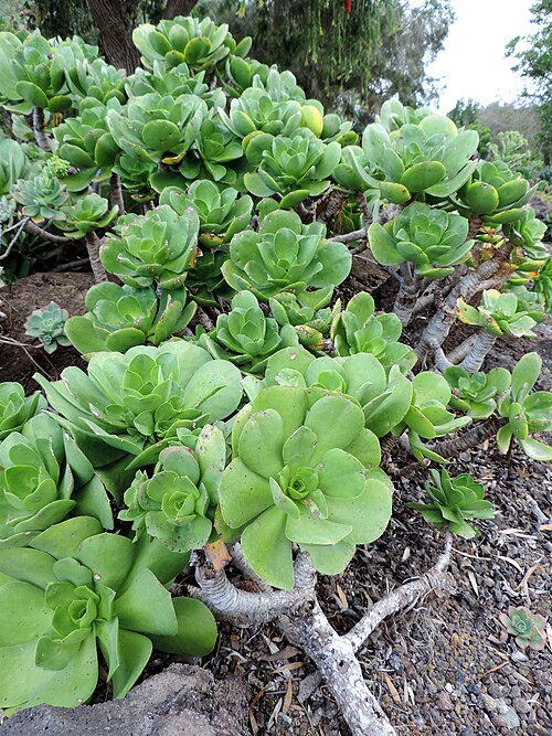 Aeonium glutinosum: Aeonium glutinosum in the Jardín Botánico Canario Viera y Clavijo