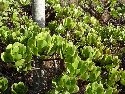 Aeonium glutinosum: Aeonium glutinosum in the Jardín Botánico Canario Viera y Clavijo .