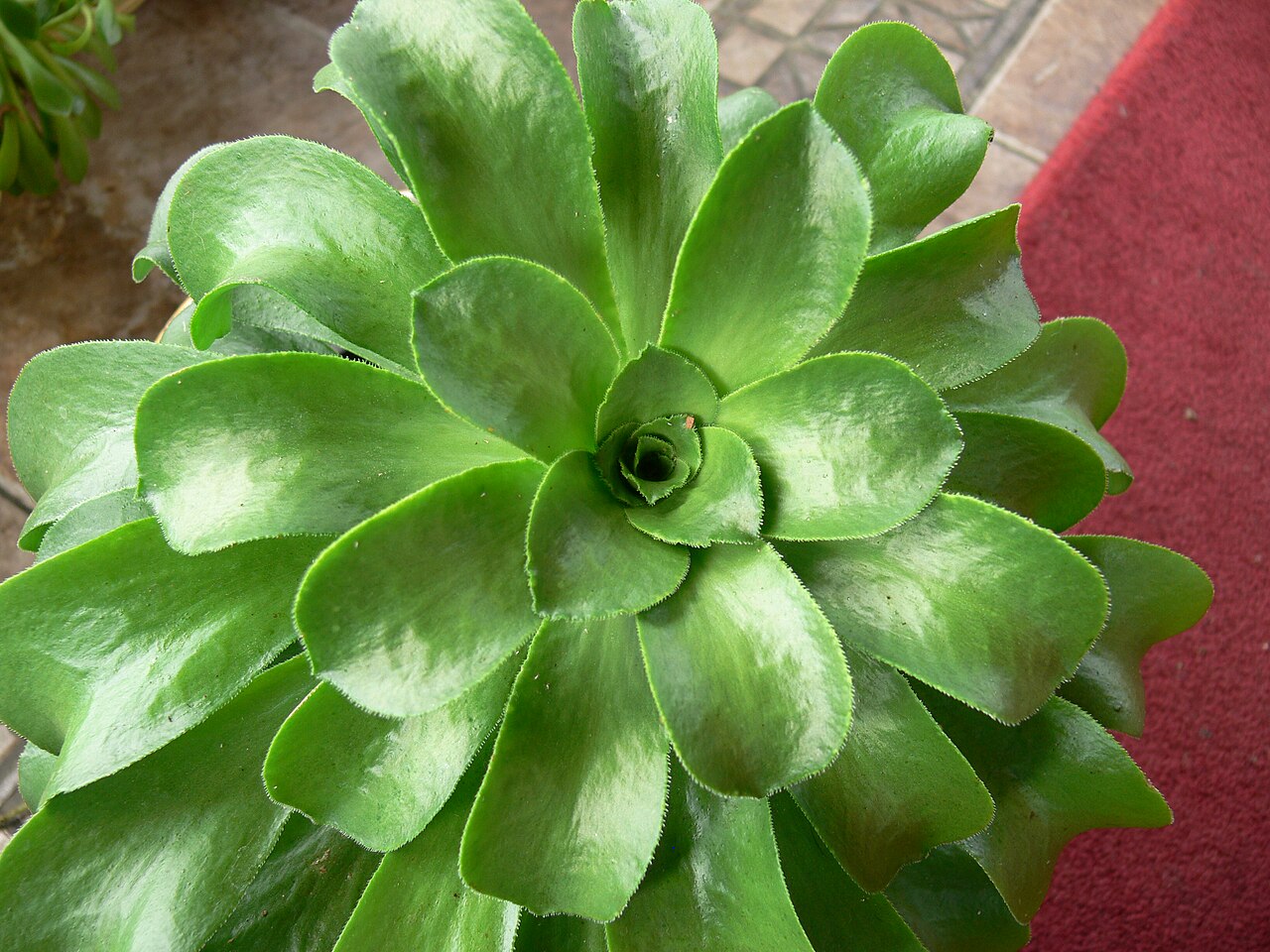Aeonium glutinosum: Aeonium glutinosum