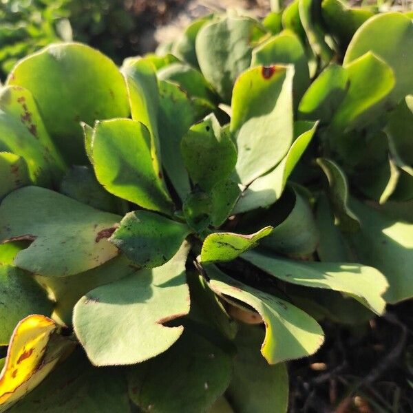 Aeonium glutinosum (Aeonium glutinosum)