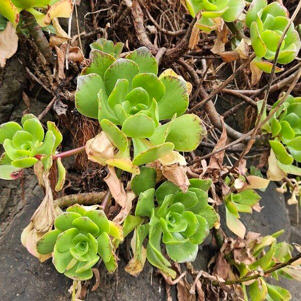 Aeonium glutinosum (Aeonium glutinosum)