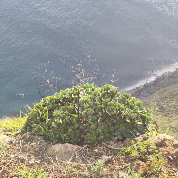 Aeonium glutinosum (Aeonium glutinosum)