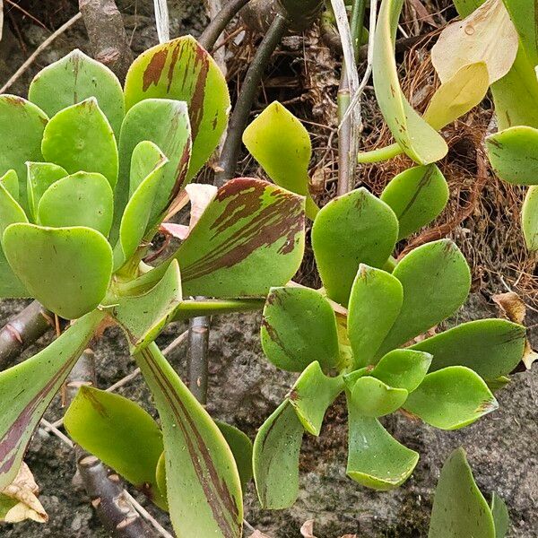 Aeonium glutinosum (Aeonium glutinosum)