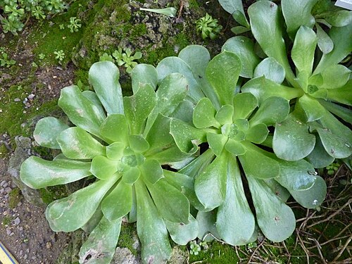 Aeonium glutinosum: Aeonium glutinosum in the Botanical Garden, Berlin