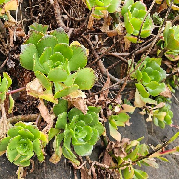 Aeonium glutinosum (Aeonium glutinosum)