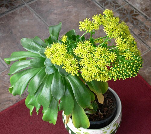 Aeonium glutinosum: Flower head of Aeonium glutinosum