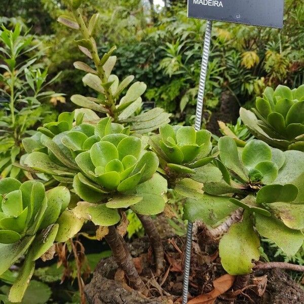 Aeonium glutinosum (Aeonium glutinosum)
